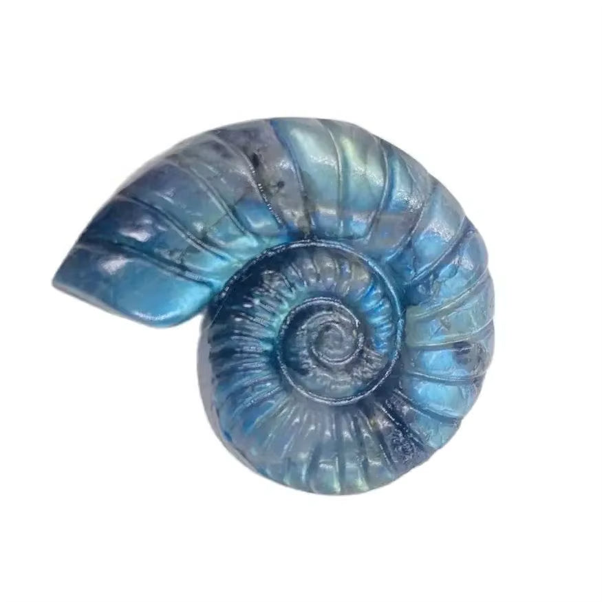 Labradorite en Forme d’Escargot sur fond blanc