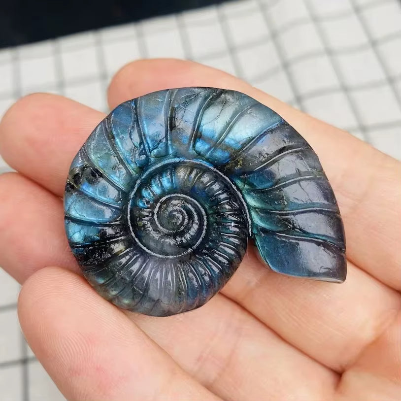 Labradorite en Forme d’Escargot