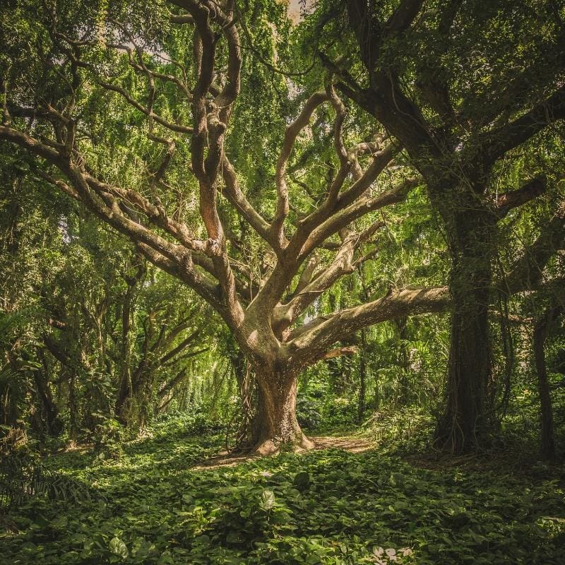 Arbre de vie Image