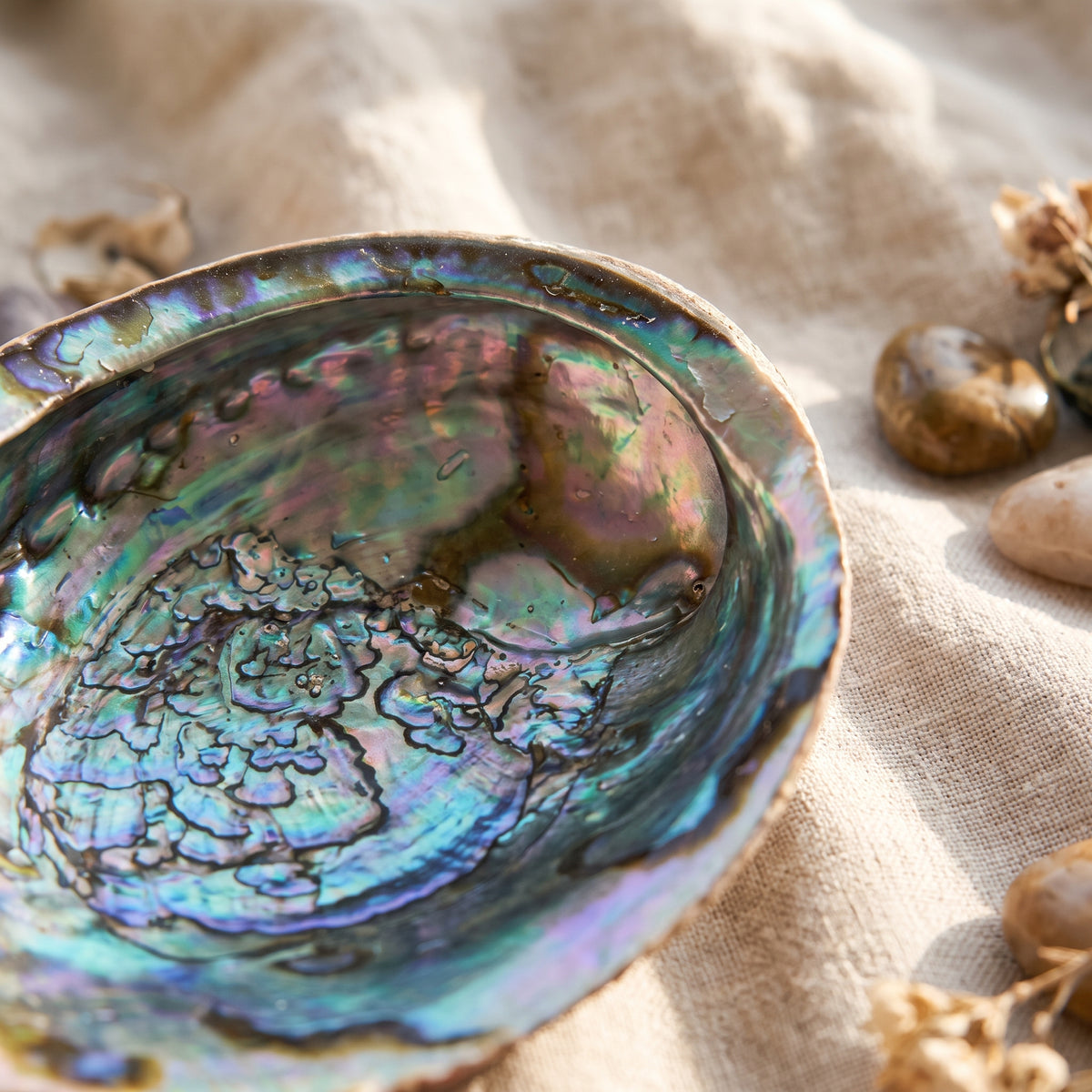 Nacre irisée bleu-vert de la coquille d'abalone, gros plan