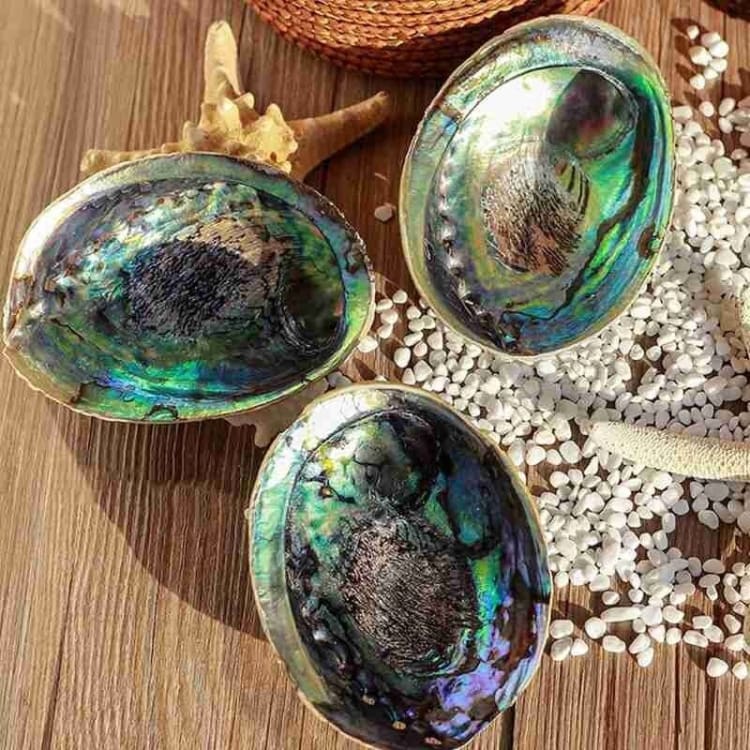 3 Coquille naturelles d’Abalone